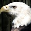 eagle_savannah_grandfather100x100