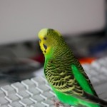 techroundupbudgie